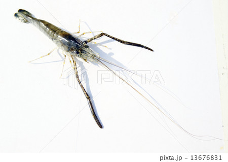 テナガエビ 13676831