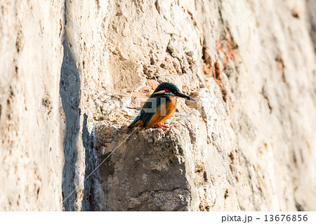 Common kingfisher 13676856