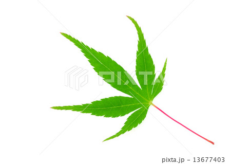 モミジの若葉 13677403
