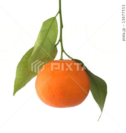 Mandarin 13677553