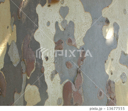 Bark picture 13677555