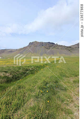 スナイフェルスネース半島の山と黄色い花(Snæfellsnes in Iceland) 13677868