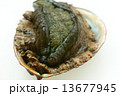 あわび 13677945