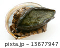 あわび 13677947