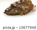 あわび 13677948