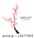 桜 13677968