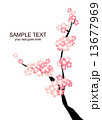 桜 13677969