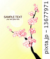 桜 13677971