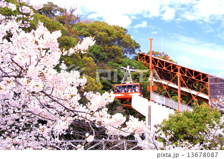 須磨浦公園(神戸市須磨区)ロープウェイ駅に咲く桜 須磨浦公園(神戸市須磨区)ロープウェイ駅に咲く桜 13678087