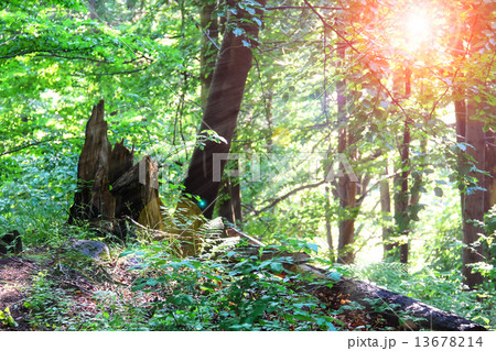 The sun's rays in a summer wood thicket The sun's rays in a summer wood thicket 13678214