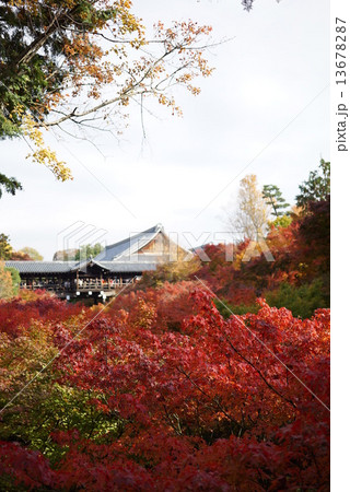 東福寺の紅葉 13678287