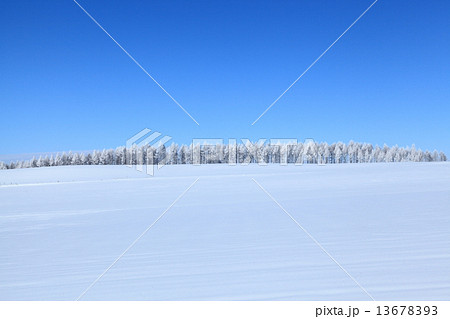 落葉松並木白化粧 13678393