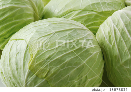 キャベツ 13678835