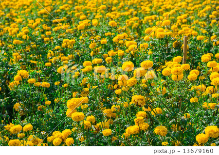 Marigold in the garden Thailand 13679160
