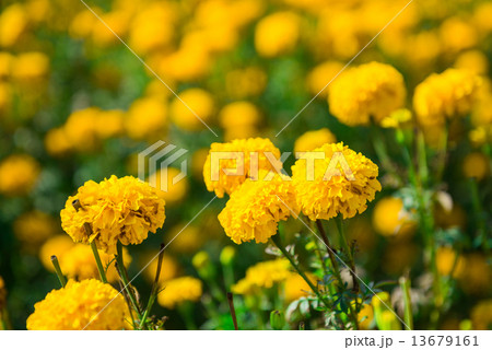 Marigold in the garden Thailand 13679161