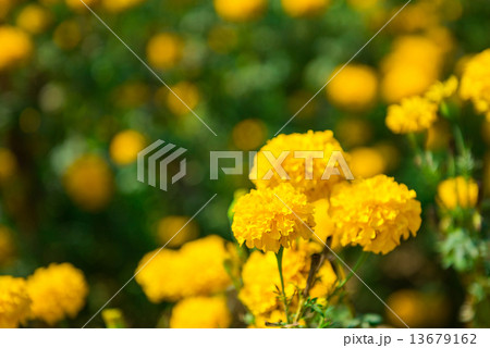 Marigold in the garden Thailand 13679162