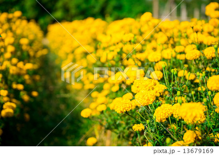 Marigold in the garden Thailand 13679169