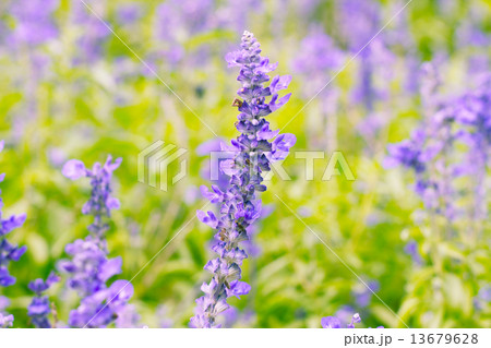 Blue Salvia (salvia farinacea) flowers blooming in the garden 13679628