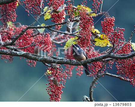 ミミジロチメドリ ミミジロチメドリ 13679803