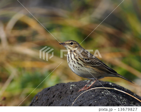 ヨーロッパビンズイ 13679827