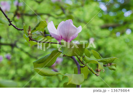 Magnolia flowers 13679864