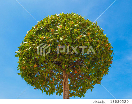 Bay tree 13680529
