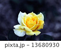花 13680930