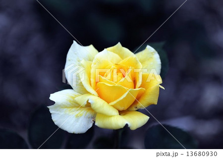 花 13680930