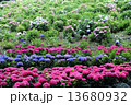 花 13680932