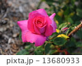 花 13680933