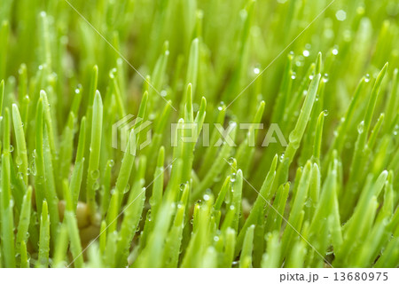 Freshly grown organic Wheatgrass ready to juice 13680975