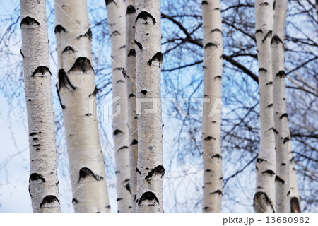 trunks of birch trees in spring forest 13680982