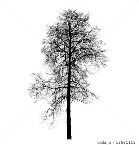 Leafless birch tree silhouette isolated on white 13681118