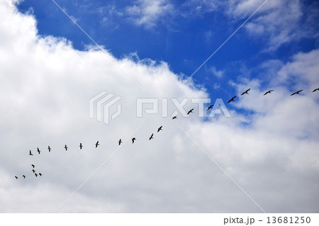 空飛ぶ鳥の群れの写真素材