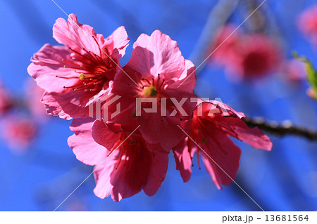 さくら 13681564