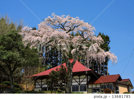 萬福寺のしだれ桜 萬福寺のしだれ桜 13681785