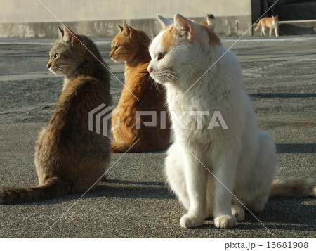 cats #10 cats #10 13681908