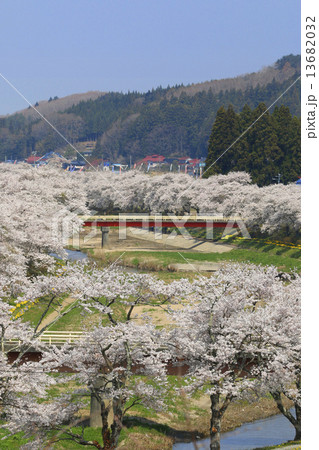 夏井川の千本桜 13682032