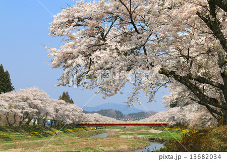 夏井川の千本桜 13682034
