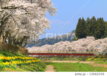 夏井川の千本桜 13682036