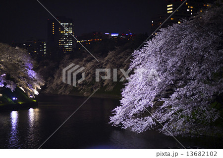 千鳥ヶ淵の夜桜 13682102