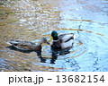 カモ 13682154