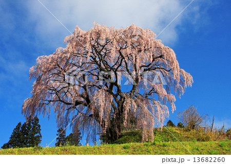 芹ヶ沢桜 13682260