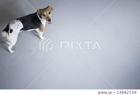 Little dog looking portrait plain blue background 13682539