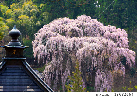 福聚寺のしだれ桜 13682664