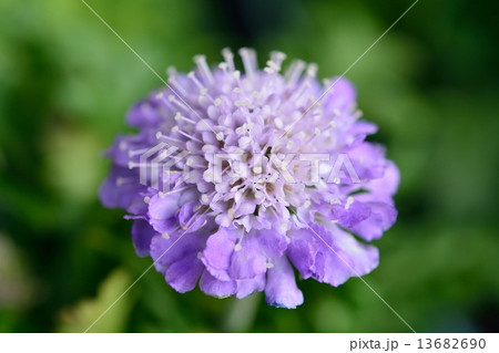 マツムシソウ（スカビオサ） 13682690