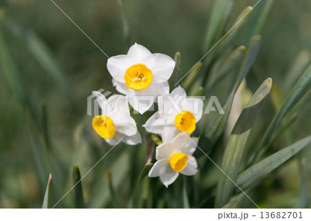 白い水仙の花 13682701