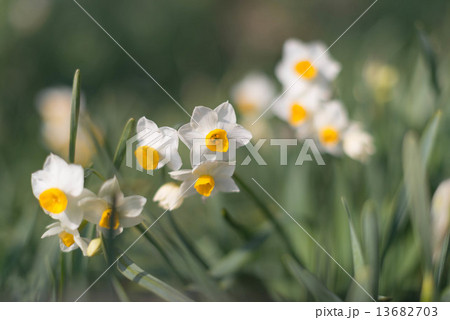 白い水仙の花 13682703