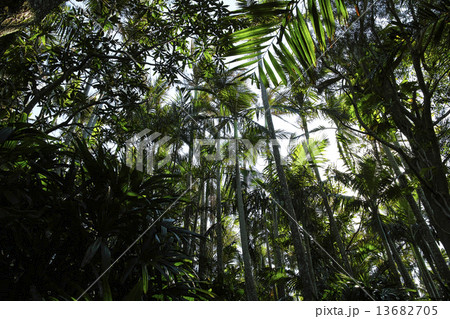 ユスラヤシ ヤシ 椰子 ユスラヤシ ヤシ 椰子 13682705