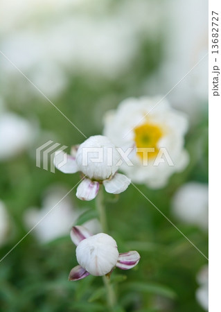 花かんざし 13682727